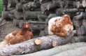 Slepice
