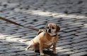 dog-926785