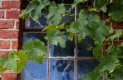 vine-921829_960_720
