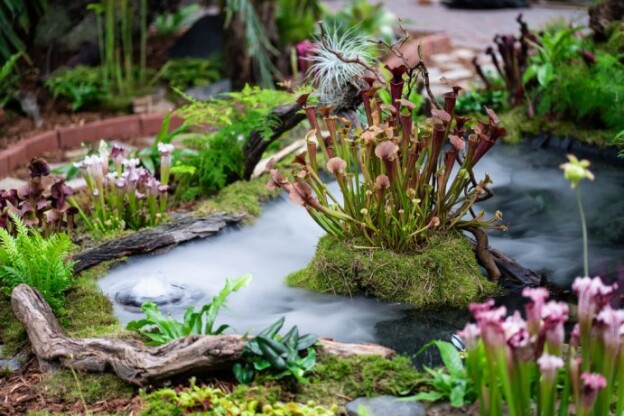 flora